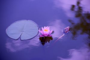 Lotus on lake