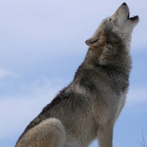 wolf-590756_1280 (1)