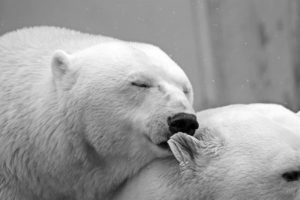 Polar bear in love